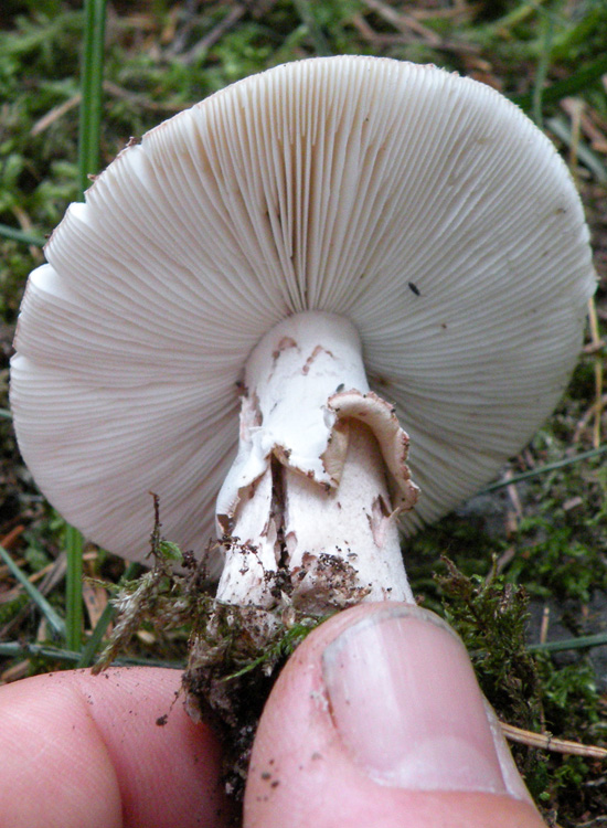 Amanita trentina: Amanita pantherina?